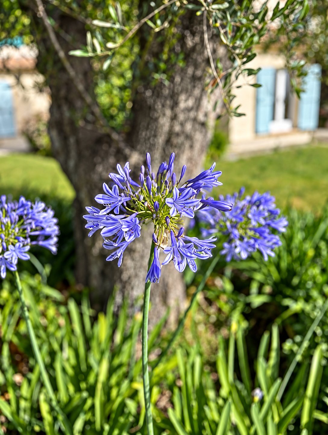Une fleur d'agapanthe bleu violet au premier plan, devant le tronc d'un olivier et une maison aux volets bleus floutés dans un jardin.