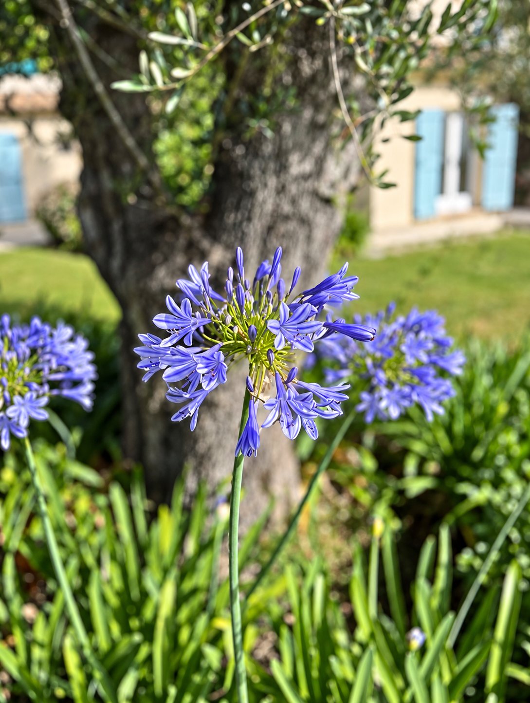 Une fleur d'agapanthe bleu-violet au premier plan, devant le tronc d'un olivier et une maison aux volets bleus floutée en arrière-plan.
