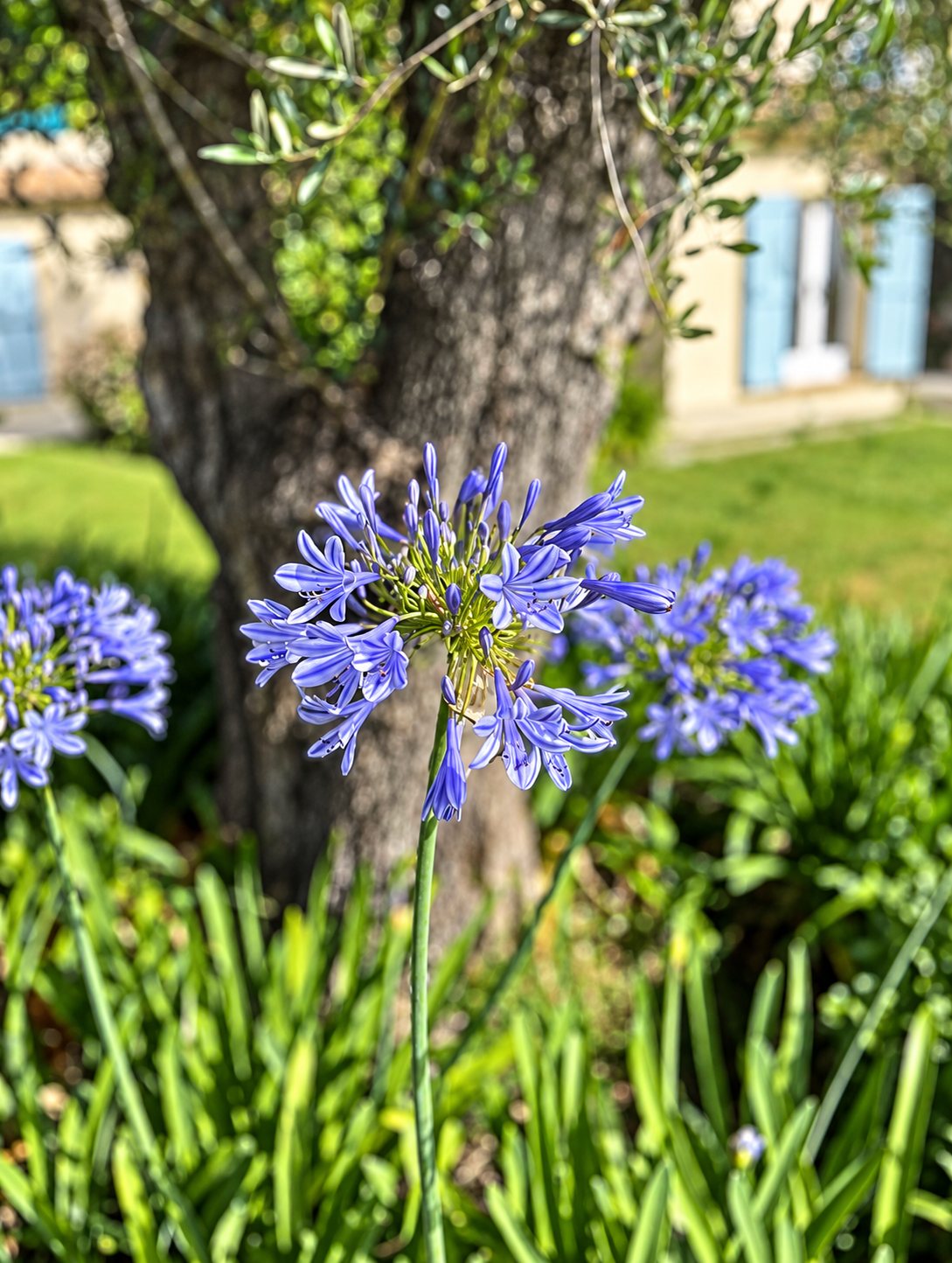 Une fleur d'agapanthe bleu-violet au premier plan, devant le tronc d'un olivier et une maison aux volets bleus floutée.