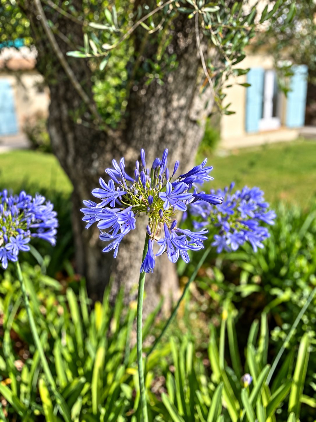 Une fleur d'agapanthe bleu violet au premier plan, devant le tronc d'un olivier et une maison aux volets bleus dans un jardin.