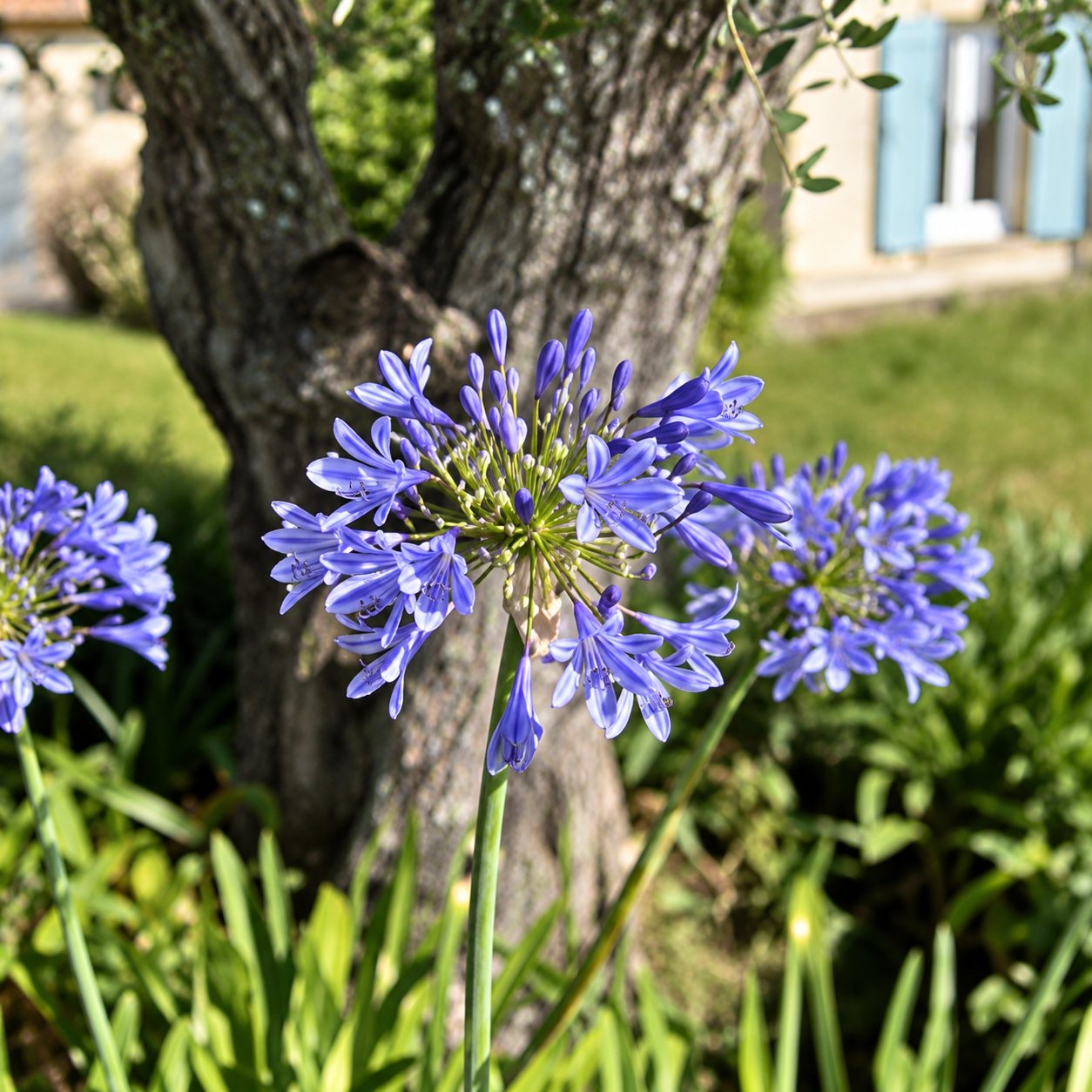 Gros plan sur des fleurs d'agapanthe bleu-violet en ombelle, avec un tronc d'arbre et un jardin flous à l'arrière-plan.