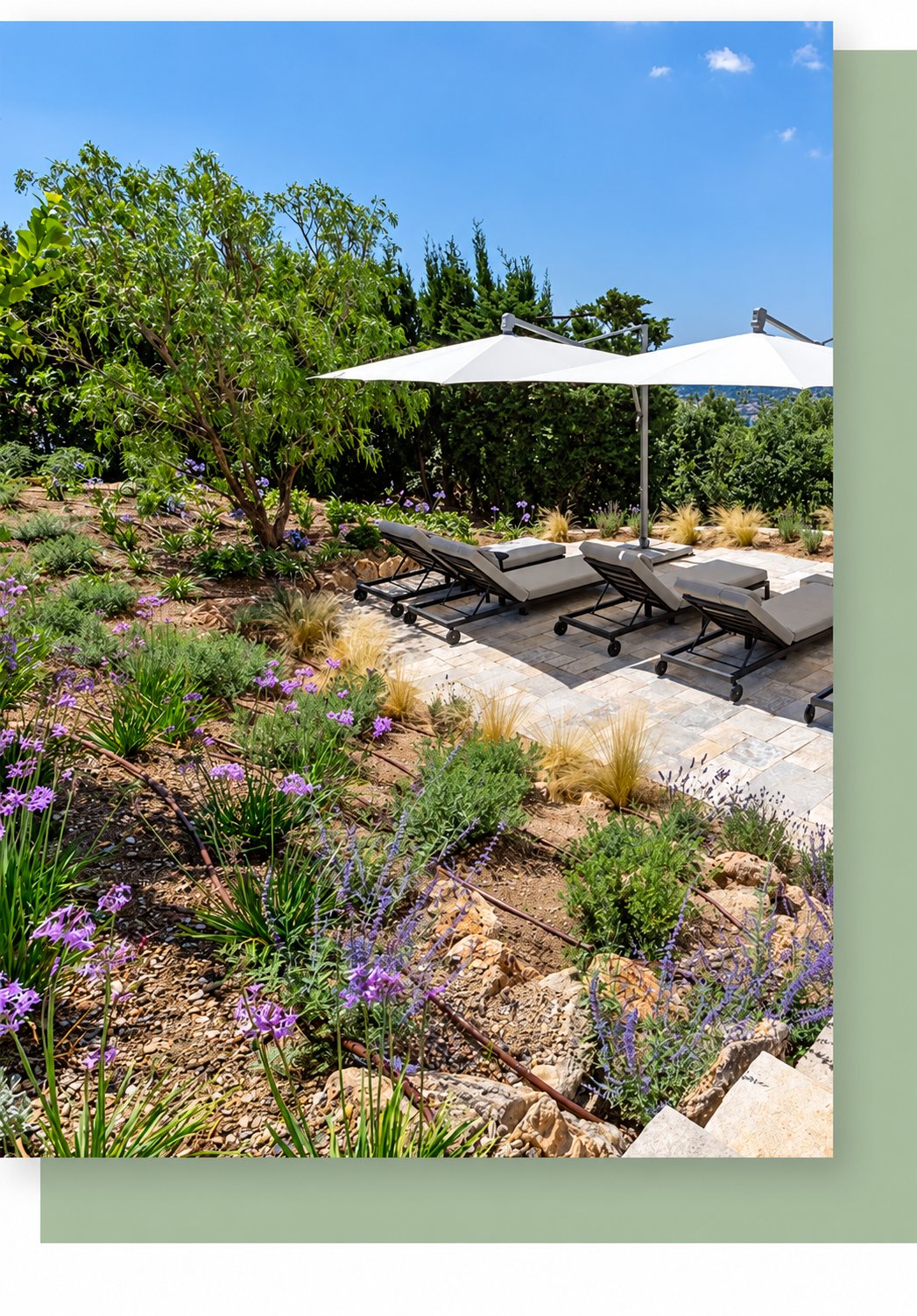 Un jardin méditerranéen planté de lavande et de graminées mène à une terrasse en pierre équipée de bains de soleil gris et de grands parasols blancs.
